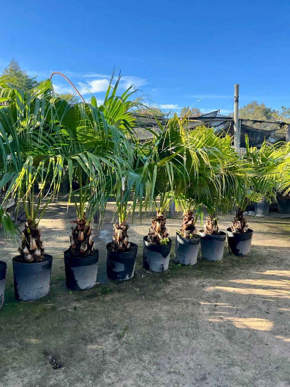 Dracena yucca aloifolia