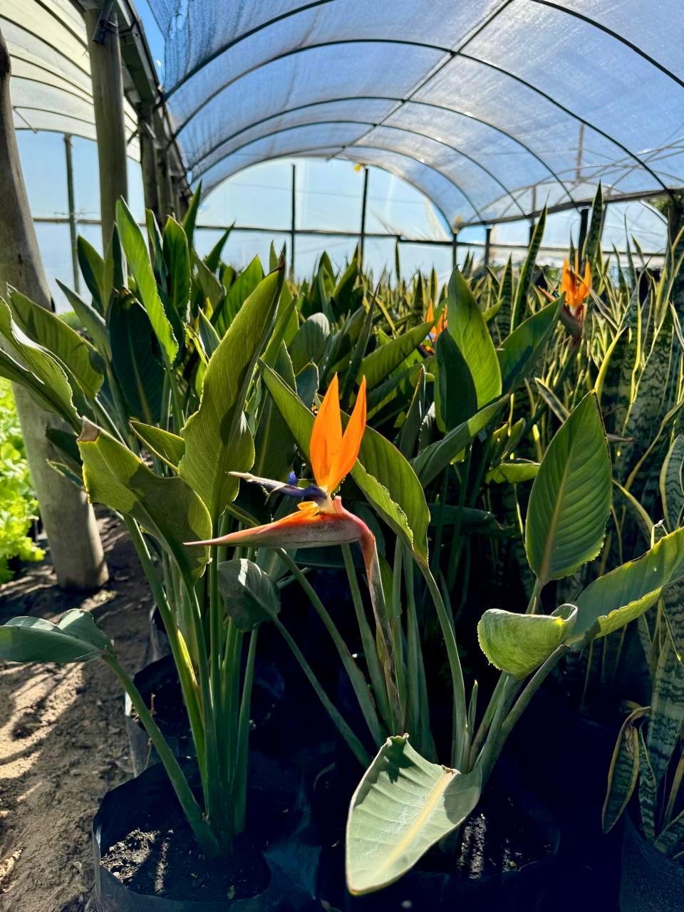 Dracena cordyline fruticosa