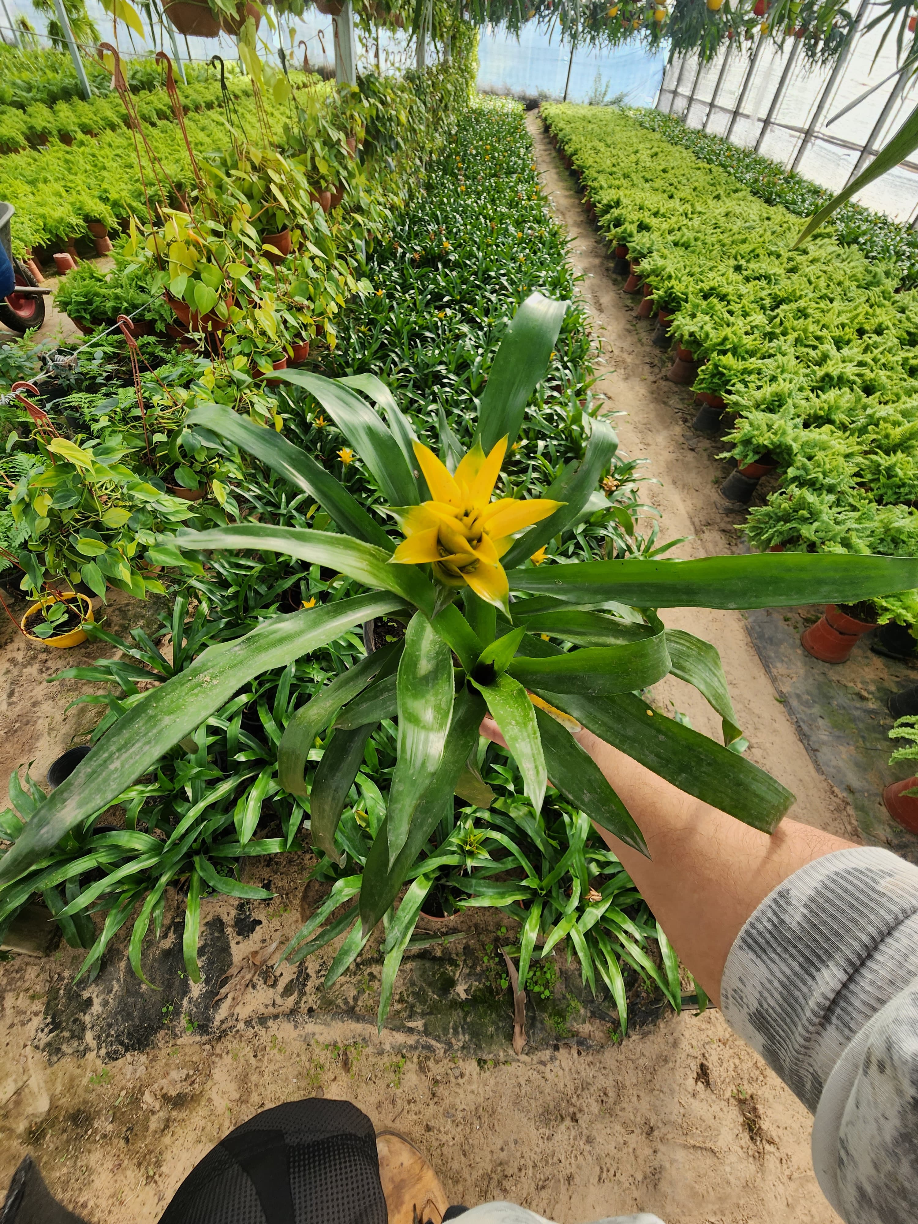 Calathea makoyana