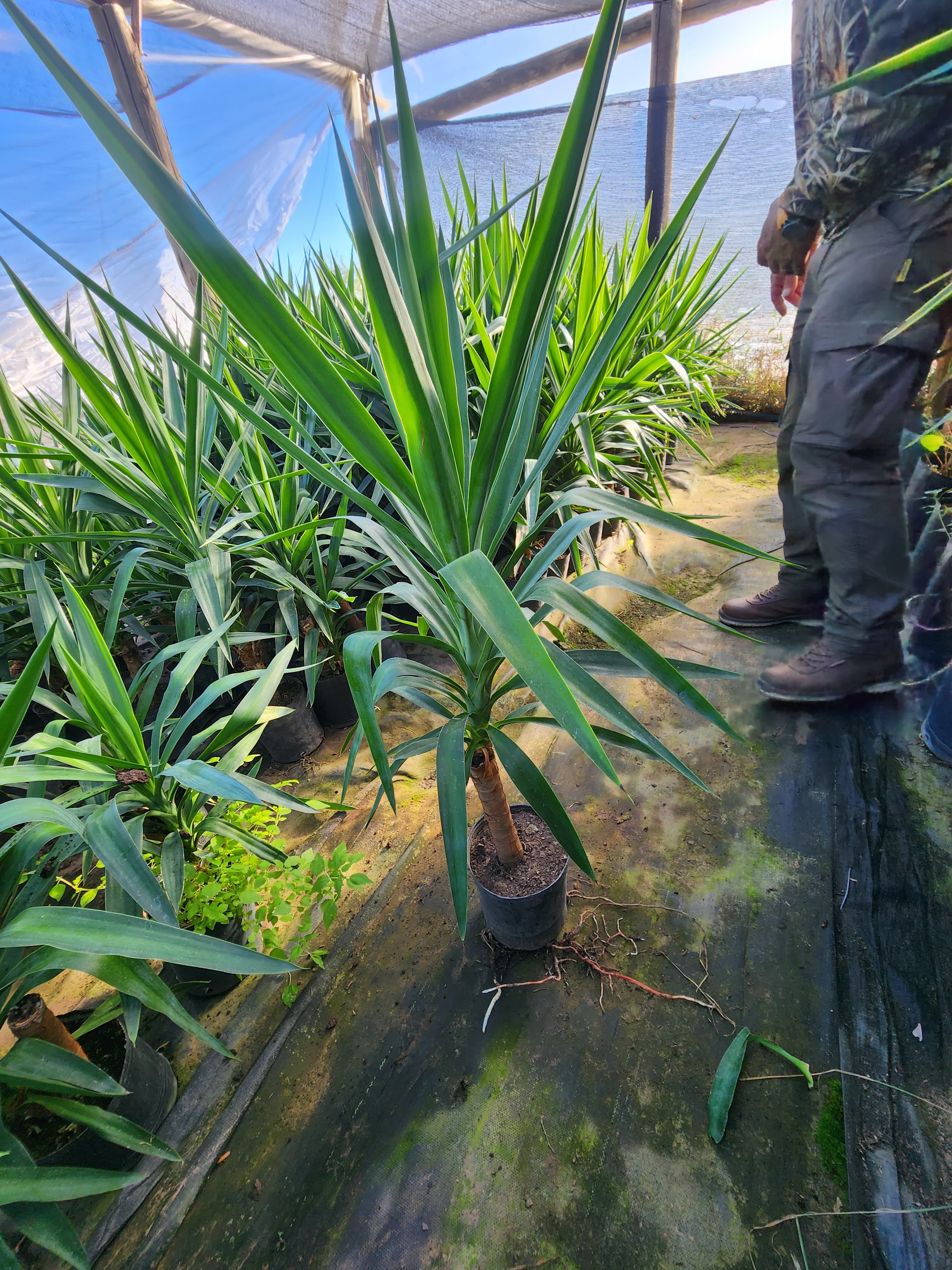 Dracena yucca aloifolia