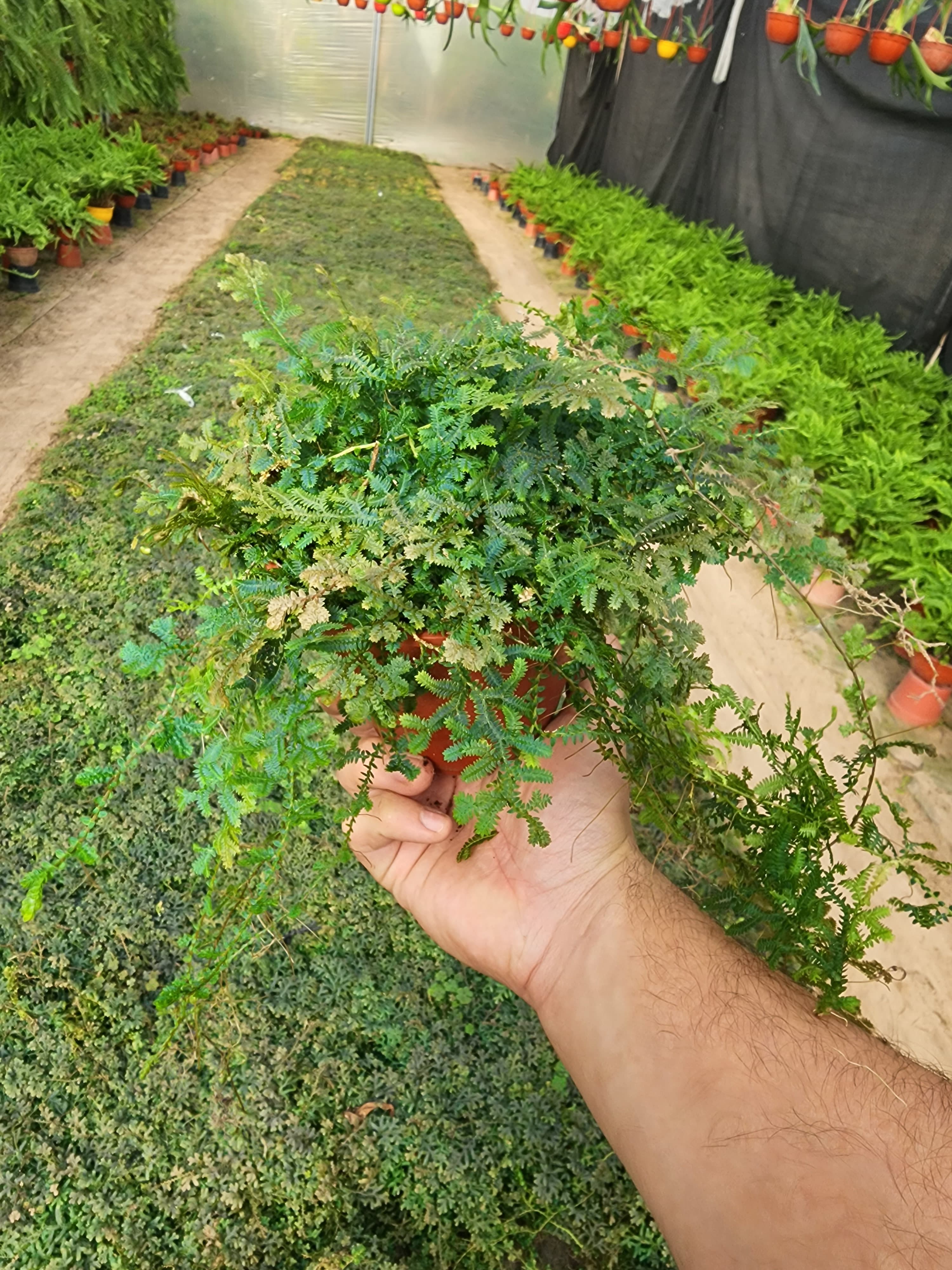 Agloanema silver queen