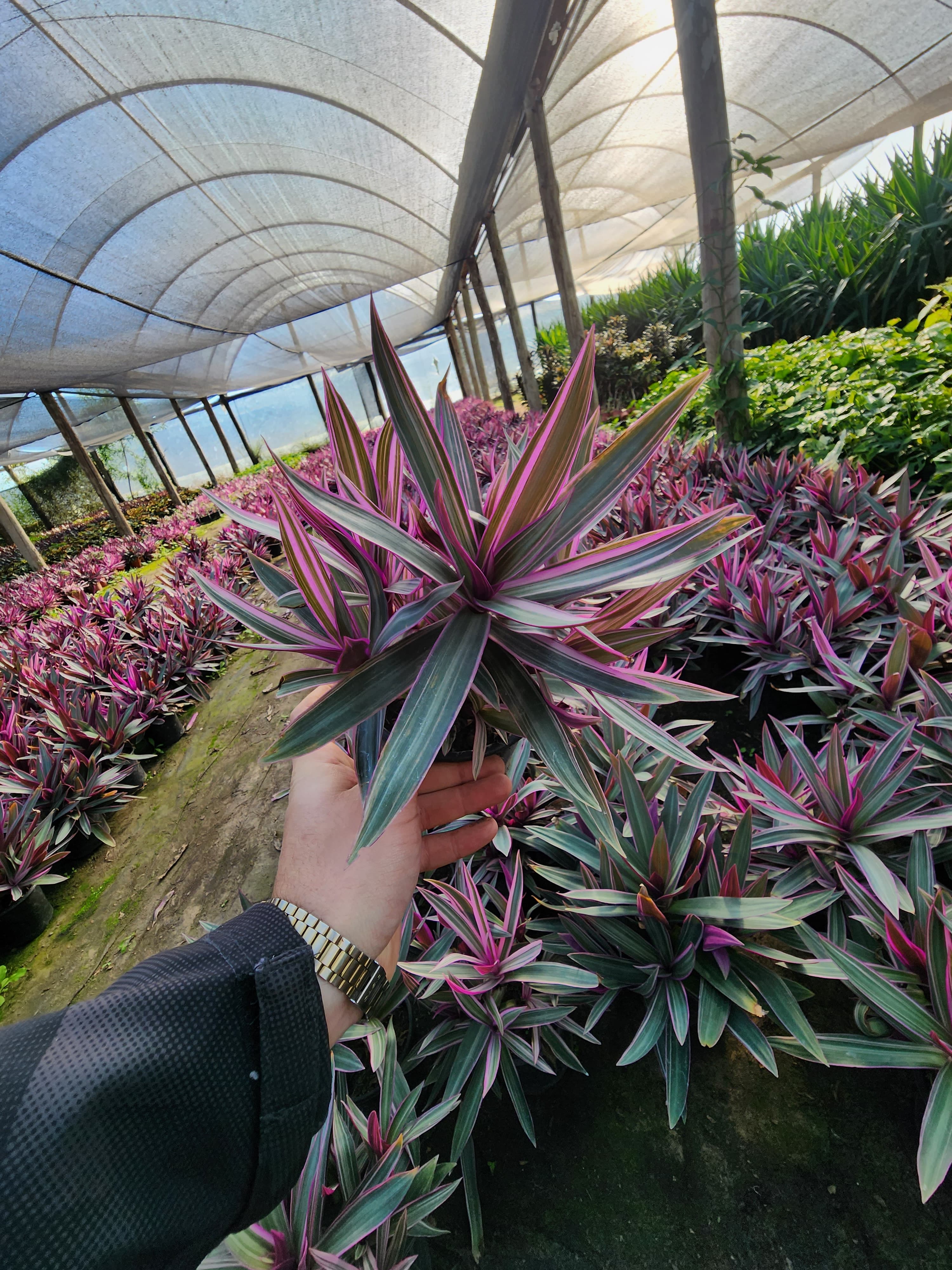 Calathea makoyana