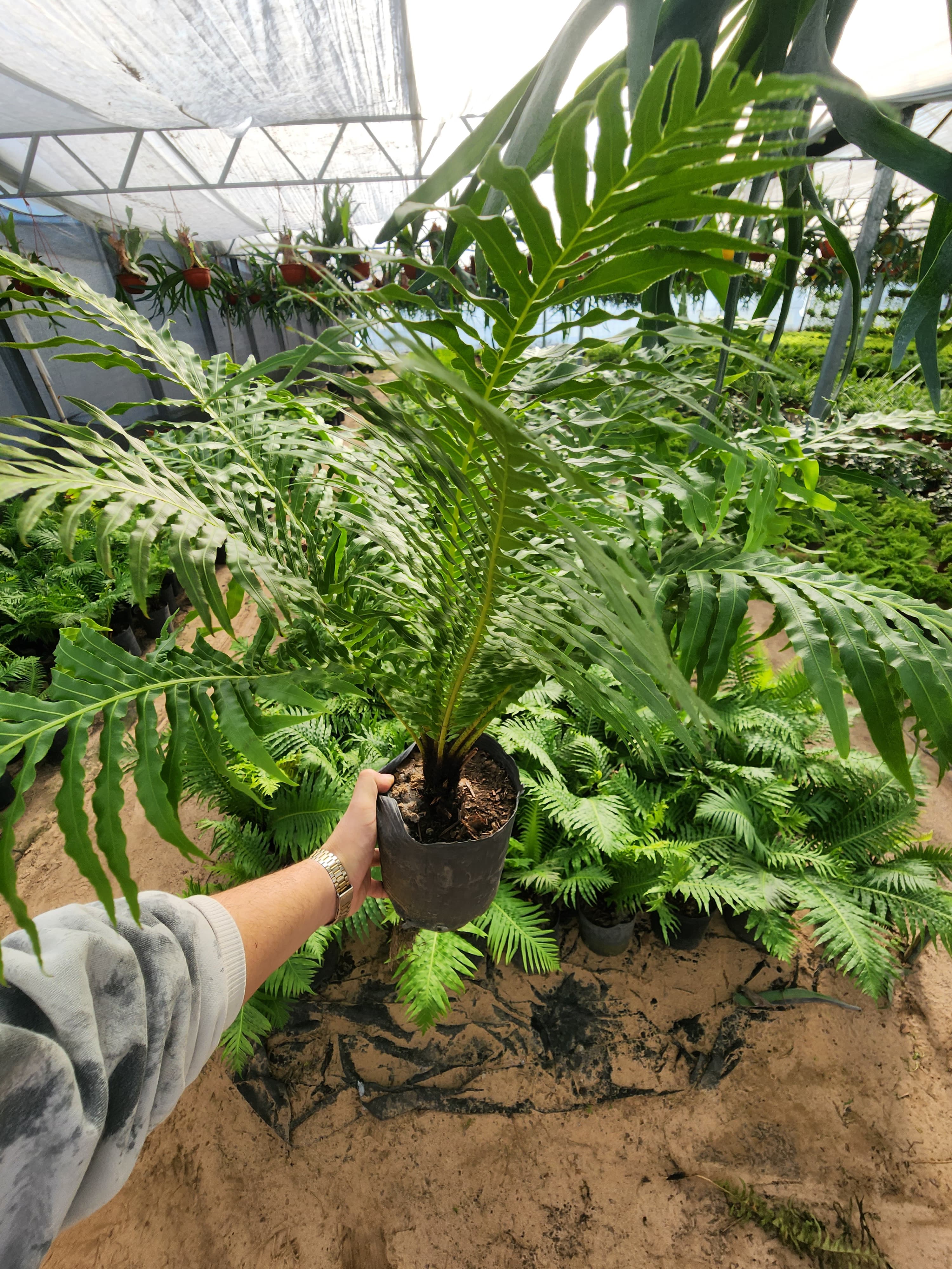 Dracena yucca aloifolia