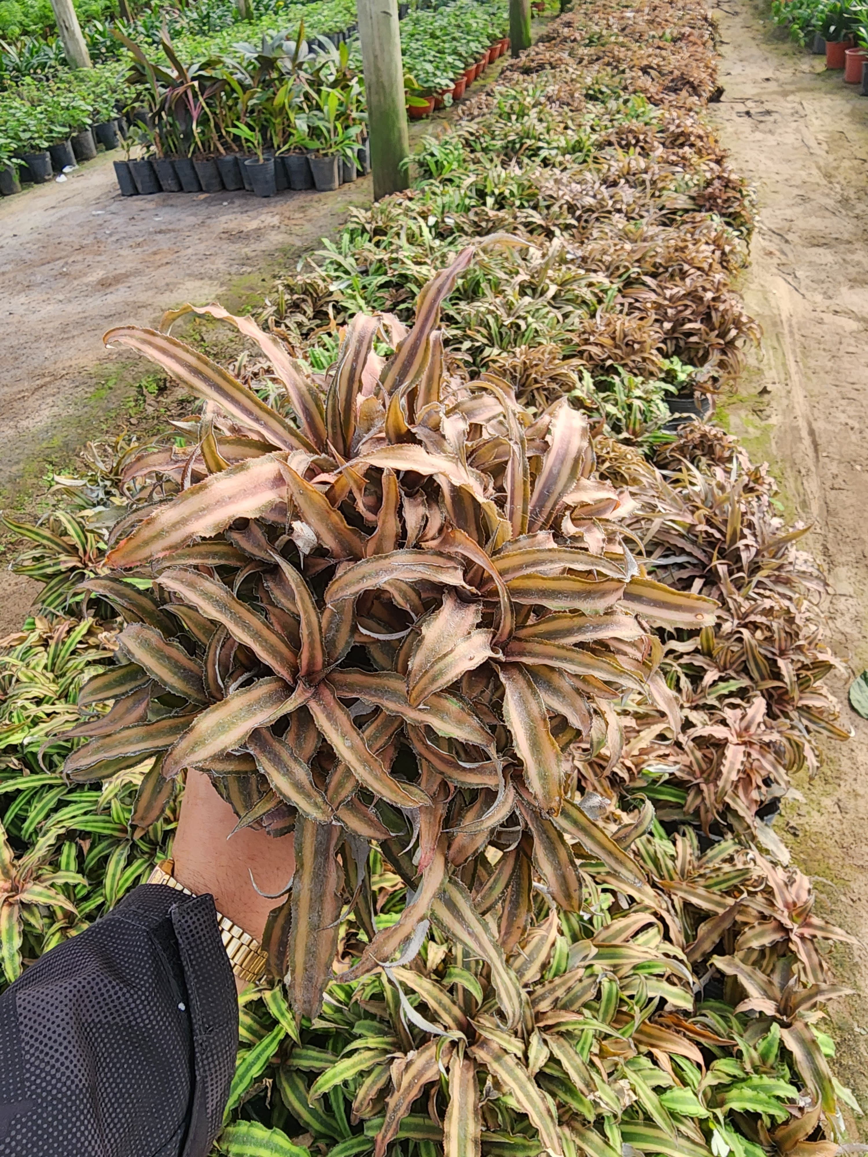 Dracena cordyline fruticosa