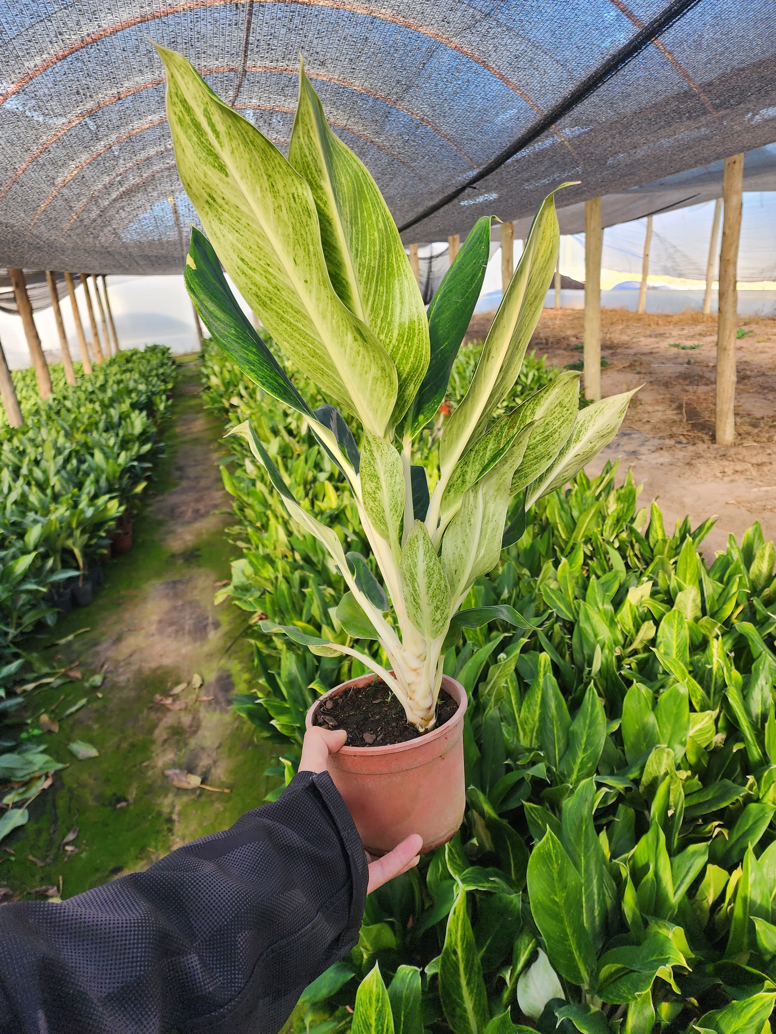 Dracena yucca aloifolia